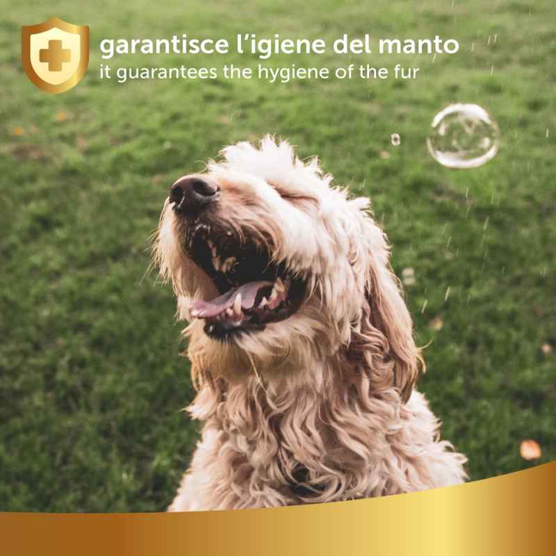 Shampoo Secco per Cani