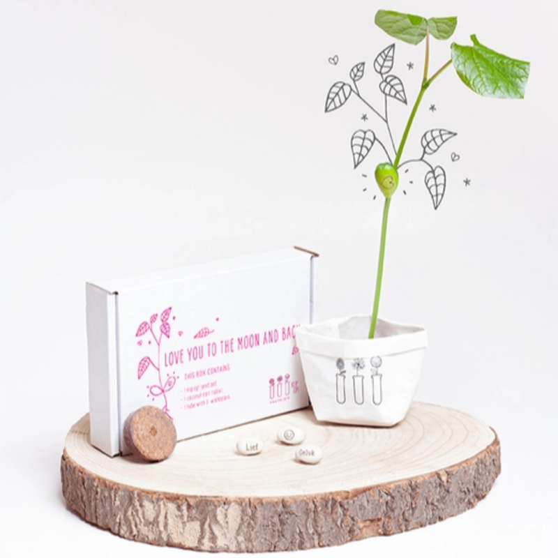 Wish Box con Semi