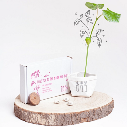 Wish Box con Semi