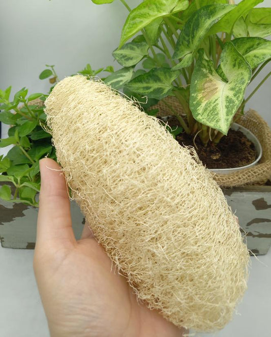 Spugna Luffa naturale