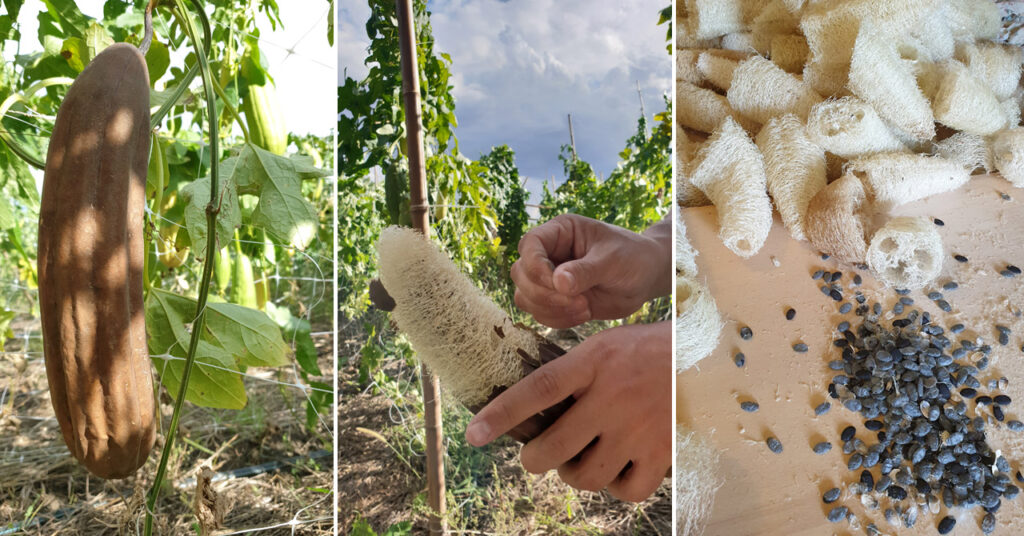 Spugna Luffa naturale