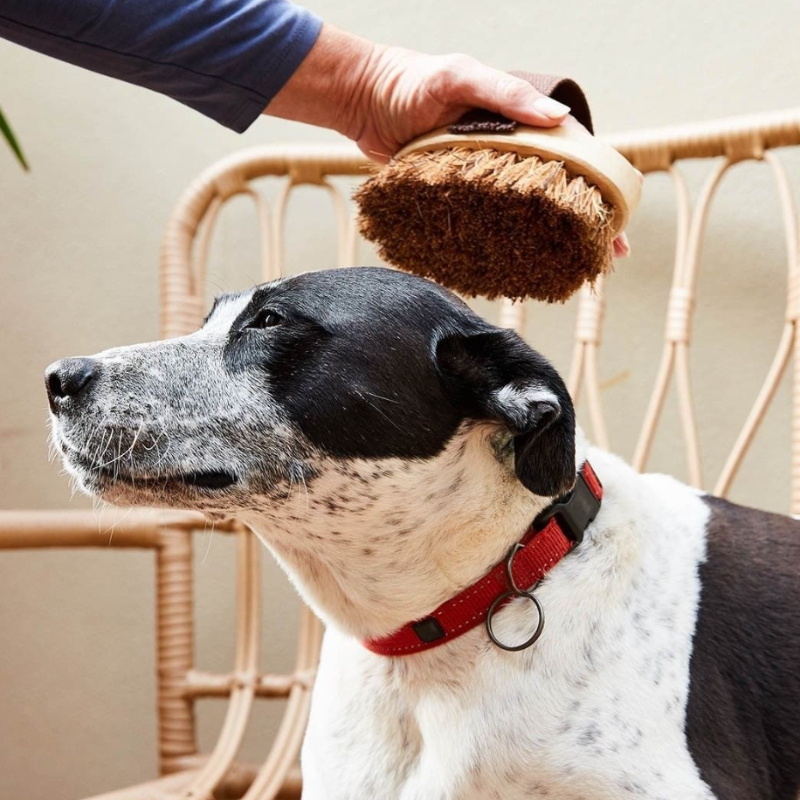 Spazzola per Animali Domestici