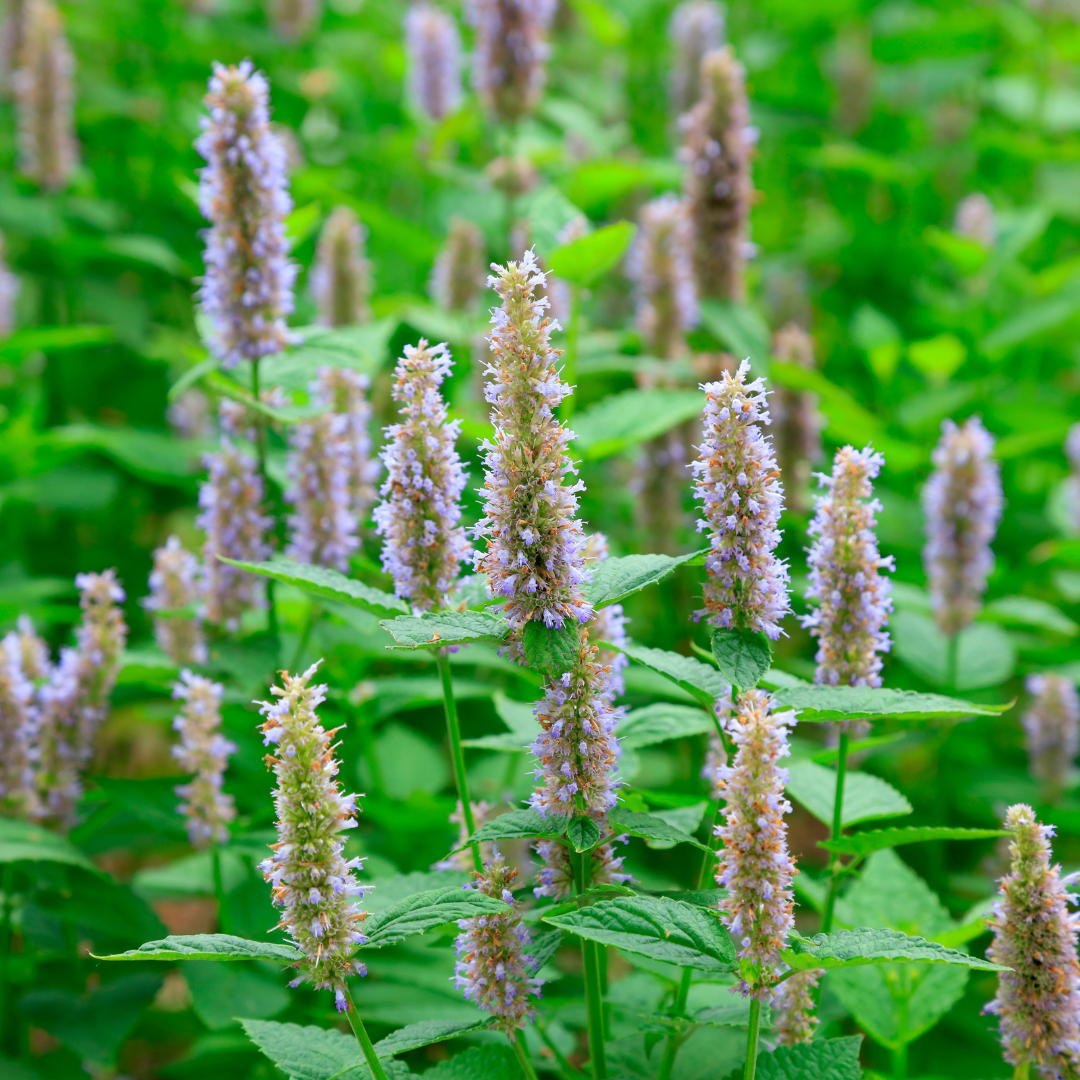 Olio Essenziale Biologico di Patchouli