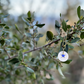 Collana profumata Stars