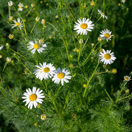 Camomilla Francia BIO