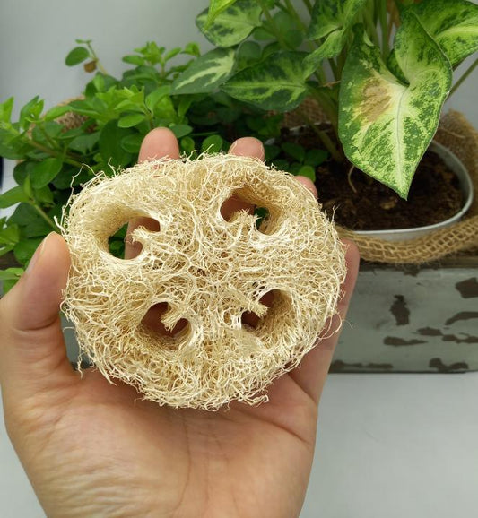 Natural loofah sponge disk